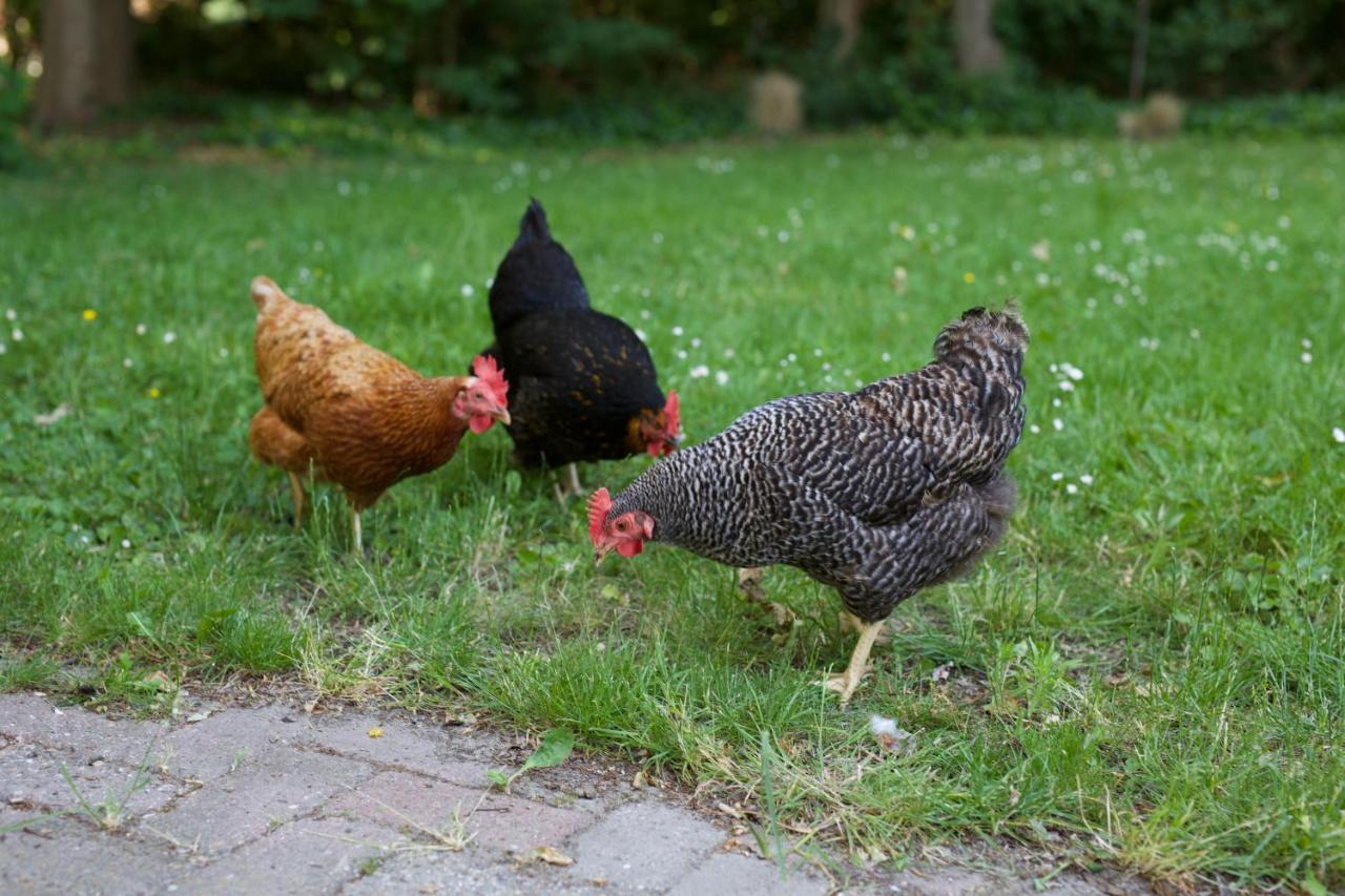 B&B Boerderij De Vaete - Duurzaam Genieten In De Zak Van Zuid-Beveland Heinkenszand Kültér fotó