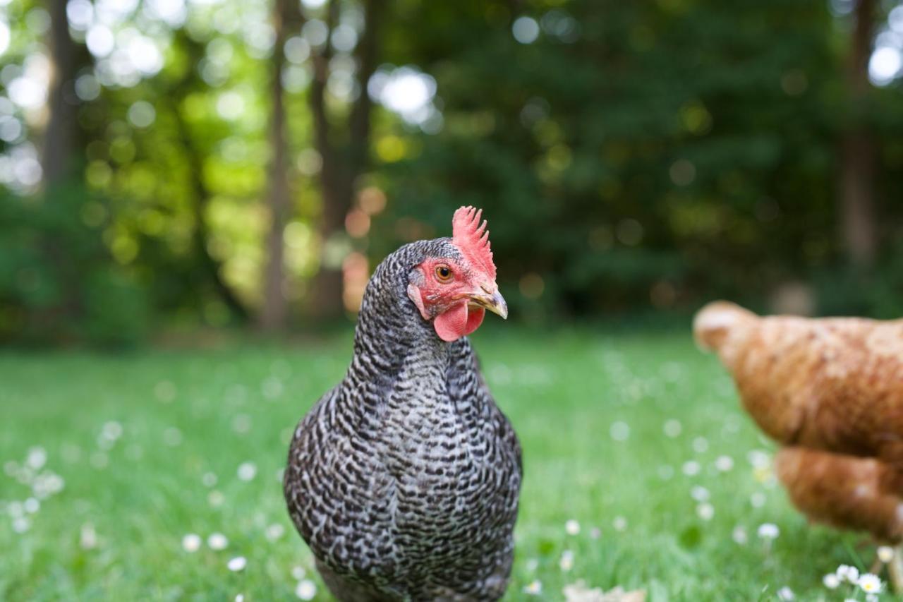 B&B Boerderij De Vaete - Duurzaam Genieten In De Zak Van Zuid-Beveland Heinkenszand Kültér fotó