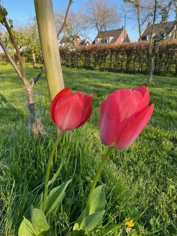 B&B Boerderij De Vaete - Duurzaam Genieten In De Zak Van Zuid-Beveland Heinkenszand Kültér fotó